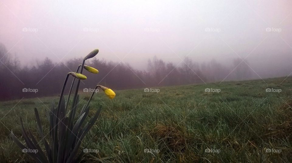 Daffodils
