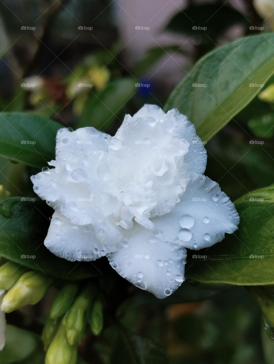 Crape jasmine