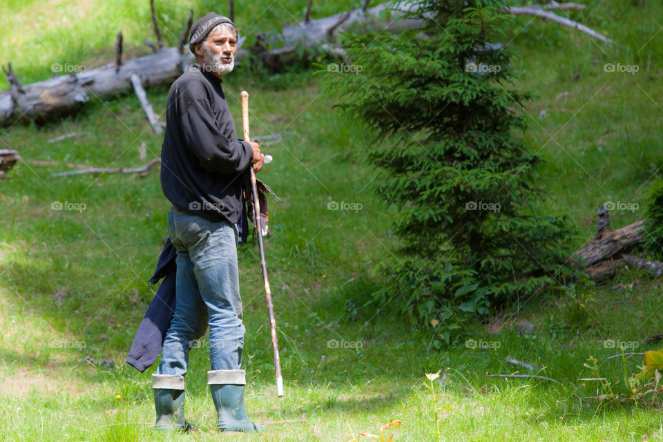 tree forest shepherd sheep by danielmorman