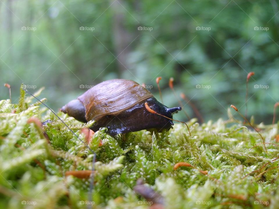 Snail