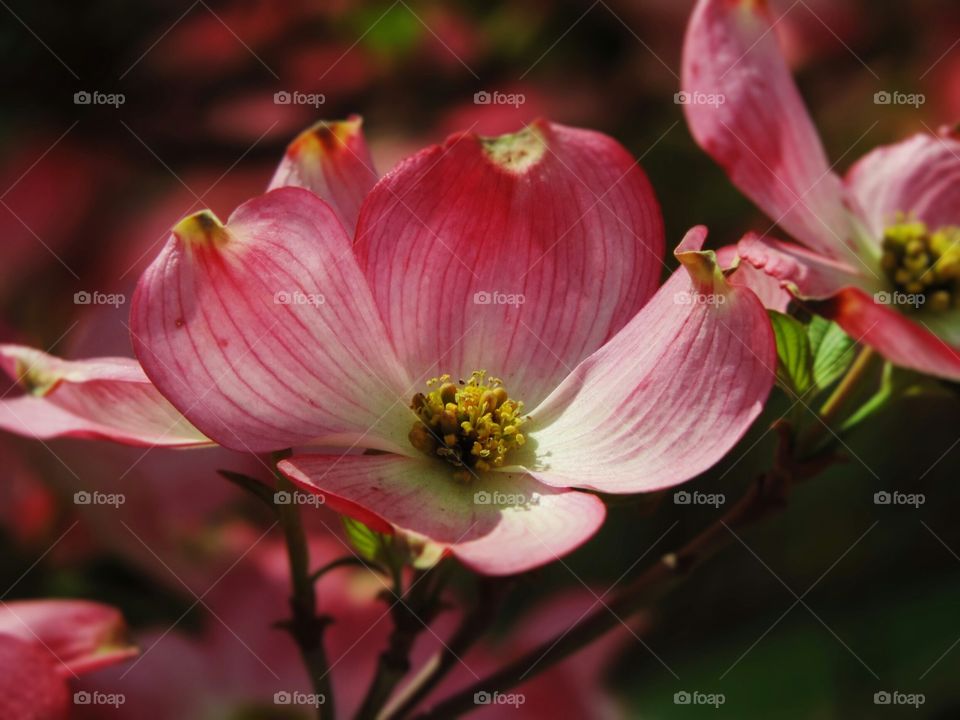 Pink. a flowering tree up close