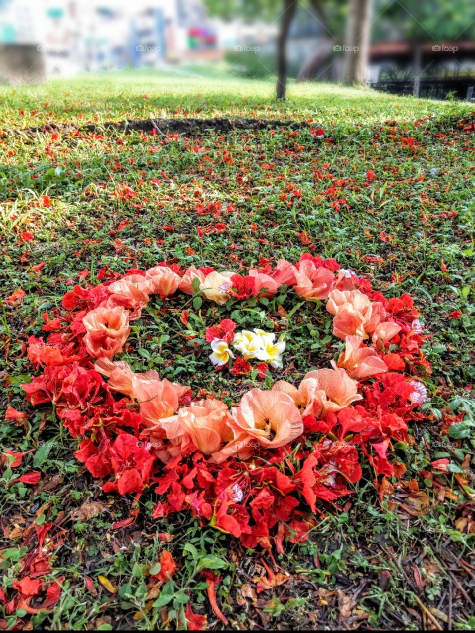 The summer's memory: three beautiful, different fallen flowers. the heart shape represents pity and love to these flowers and this season. also an unforgettable memories.