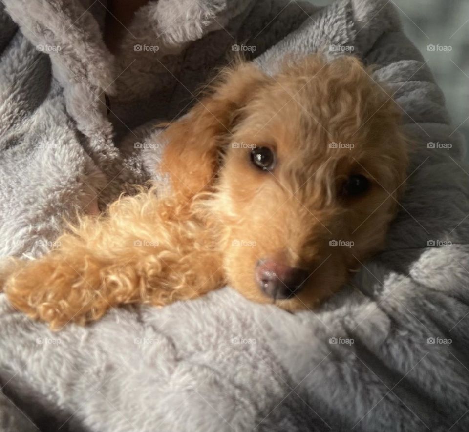 Joy the Mini Goldendoodle 