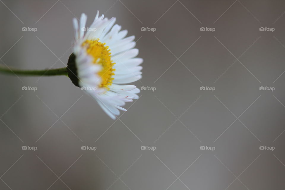 white petals flower nature