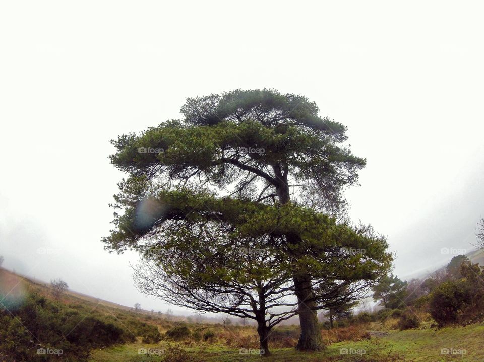 Tree in Devon