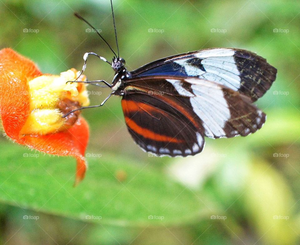 Butterfly on orange flower