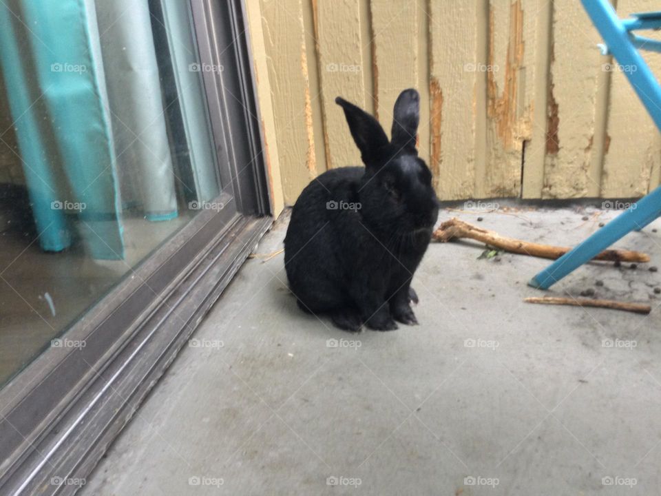 A Big Black Rabbit 🐇