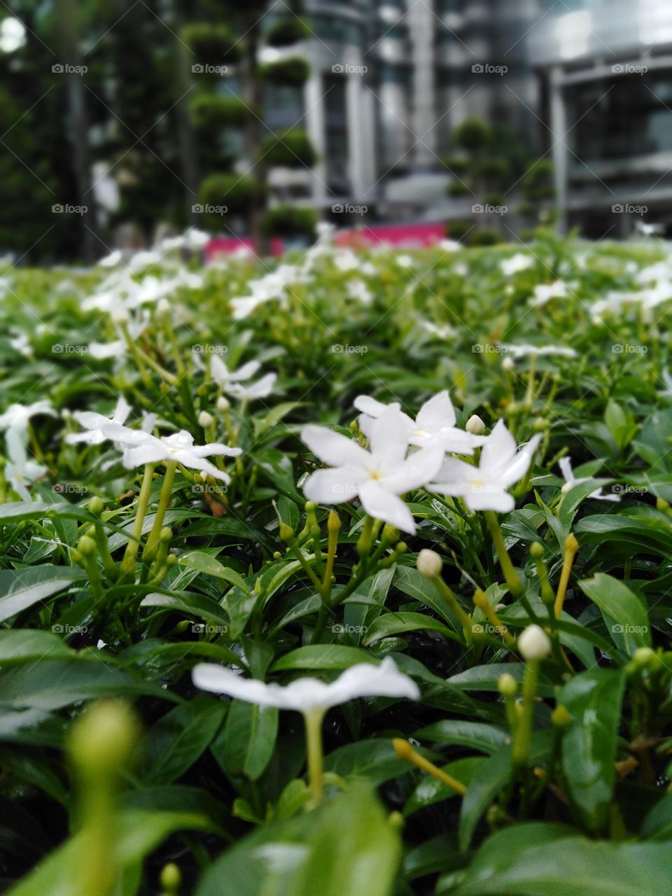 Small white flowers in the urban garden.