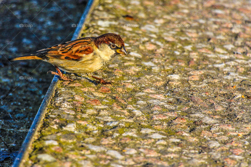 A small bird walking around