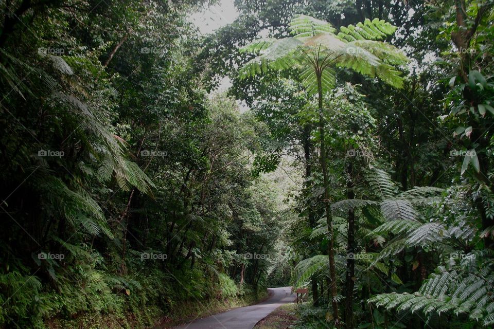 Sur une route de la forêt tropicale en Guadeloupe