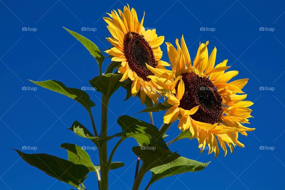 Sunflowers against the sky