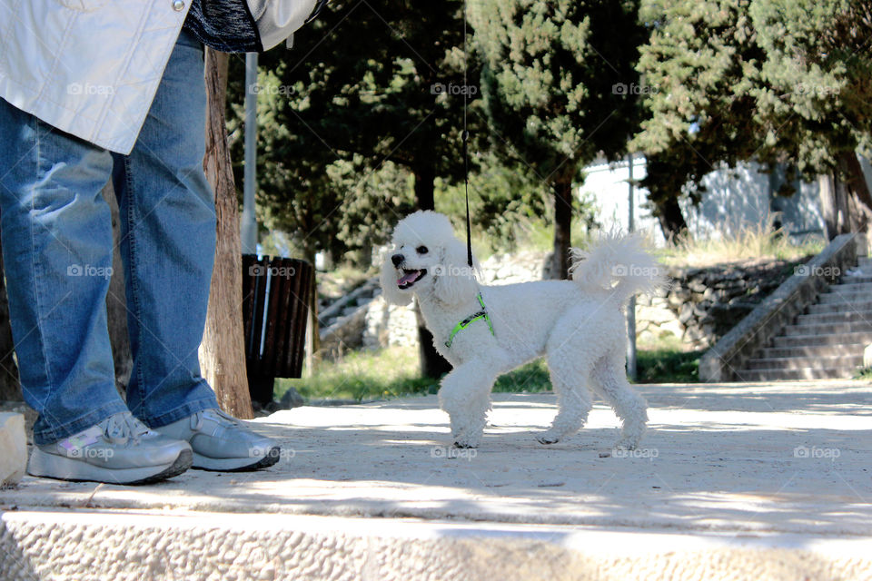 Spring walk with your dog