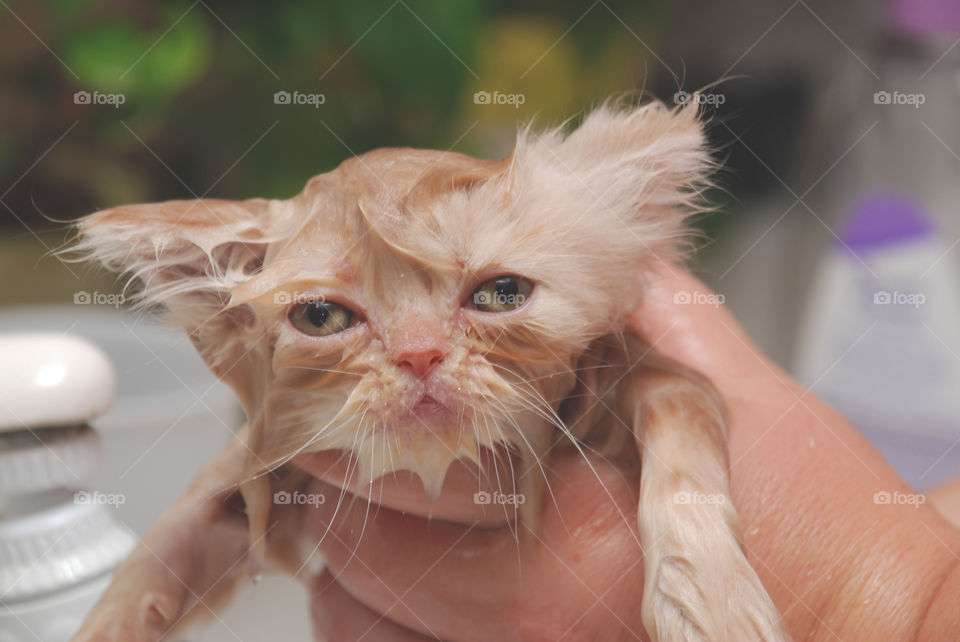 Close-up of bathing cat