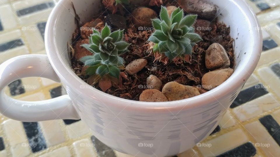 small succulents in a coffee cup, macro shot