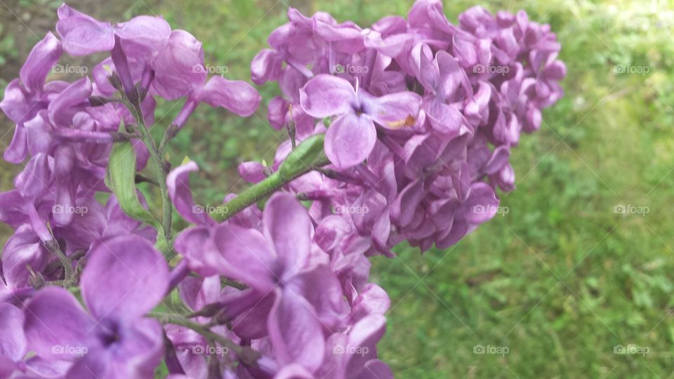 lilac branch