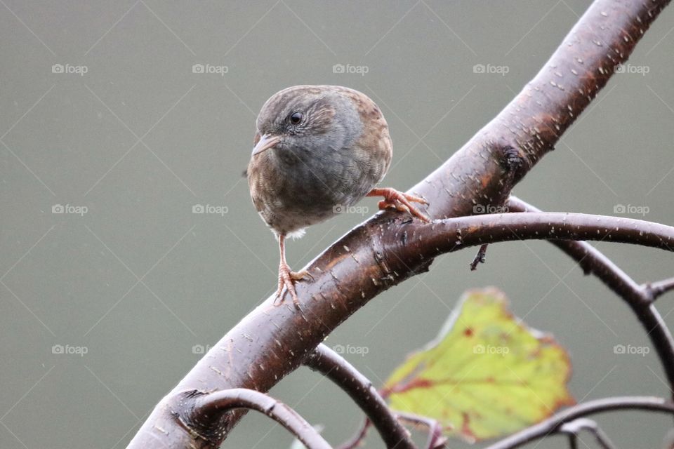 Dunnock 