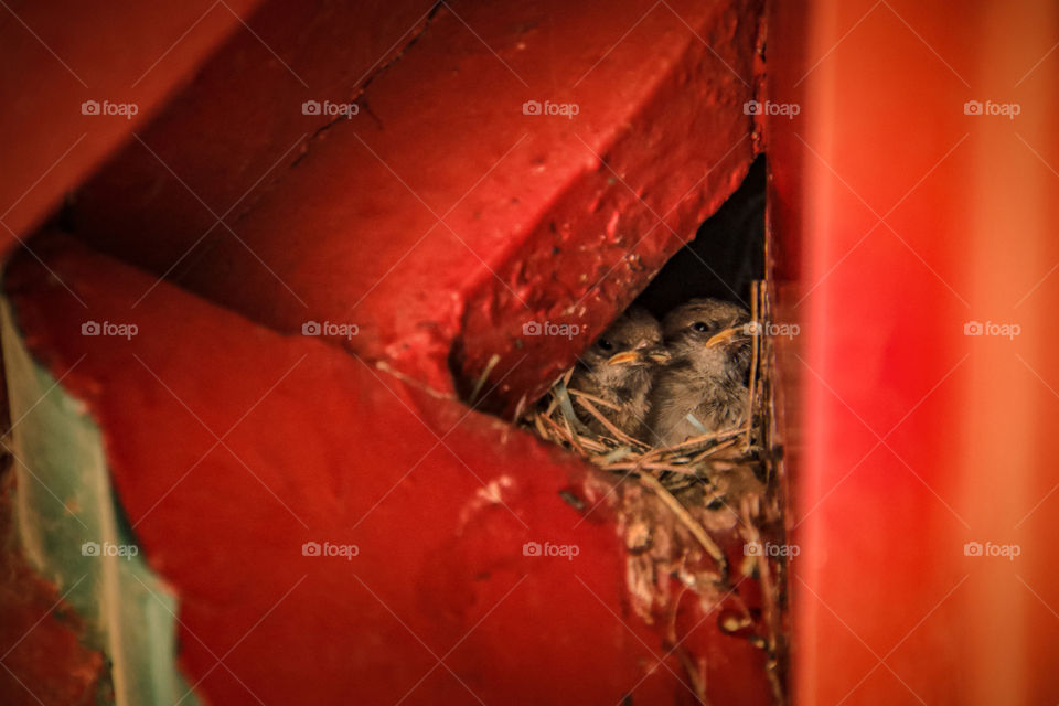 Bird nest under the eaves