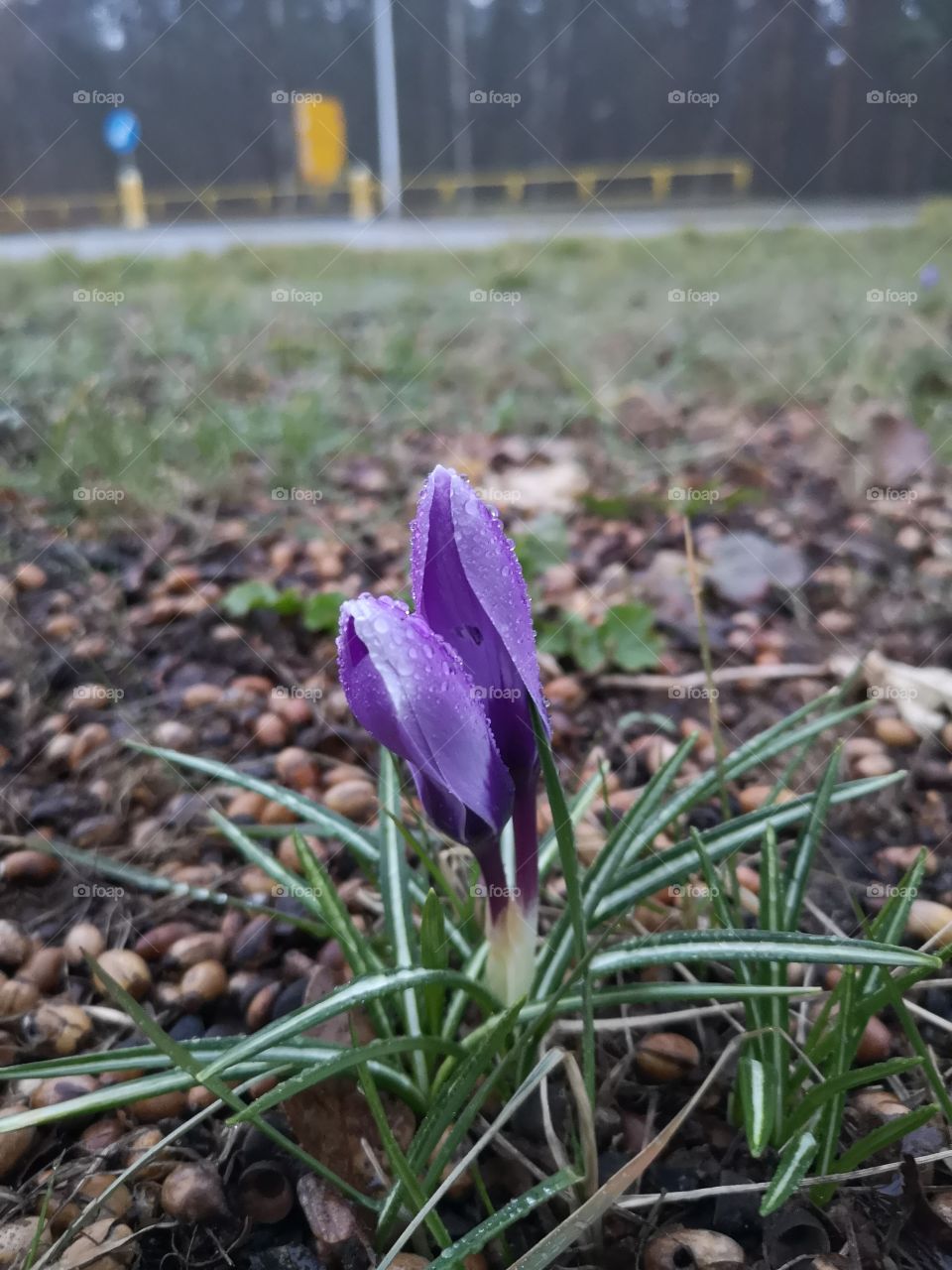 Spring is coming. Zielona Góra. Poland