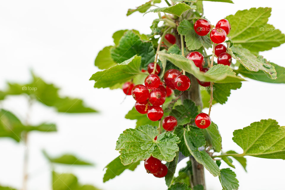 plant of red currants