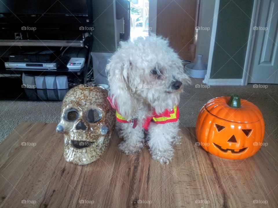 Halloween Decorations