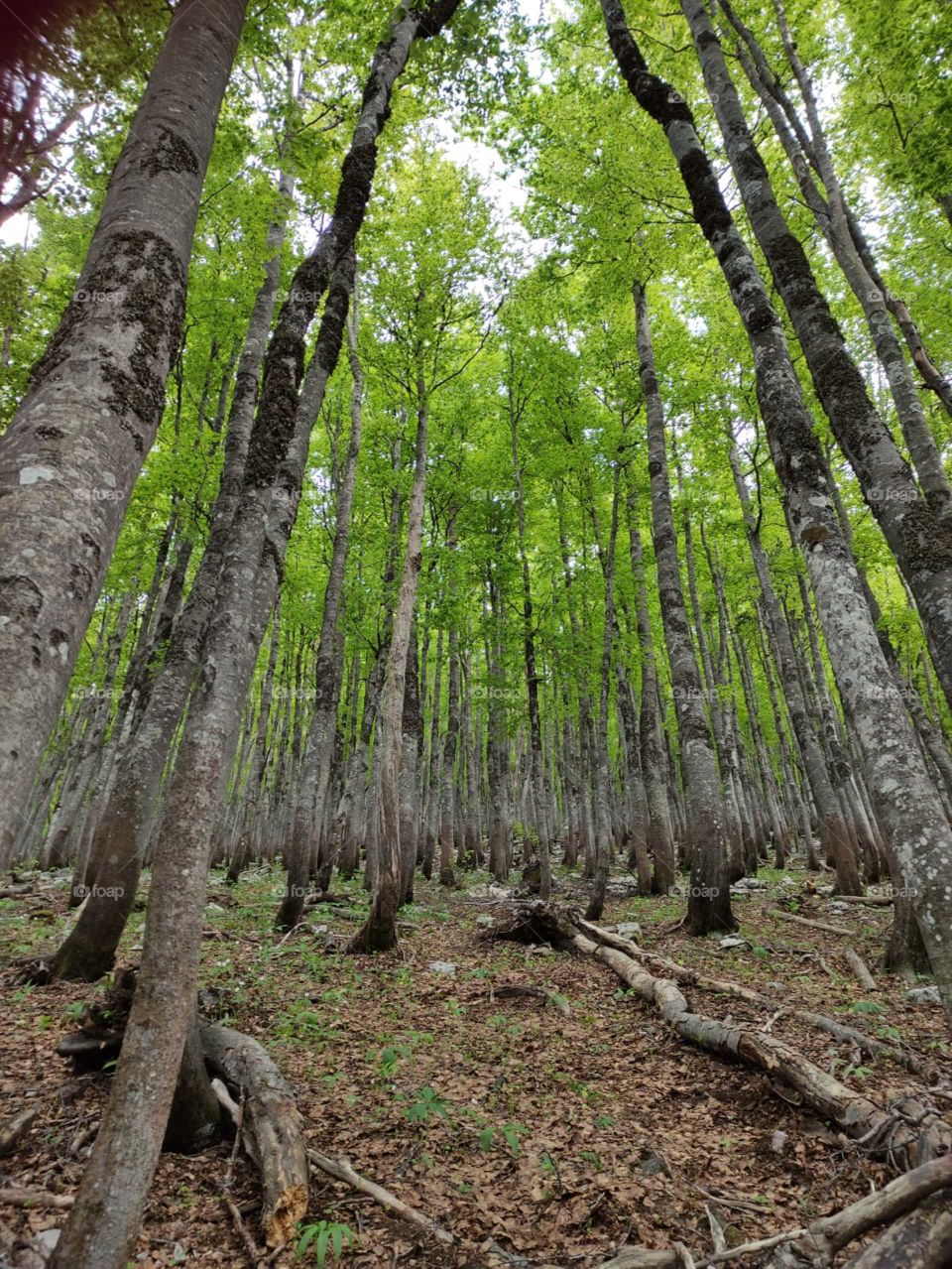 forest on the island