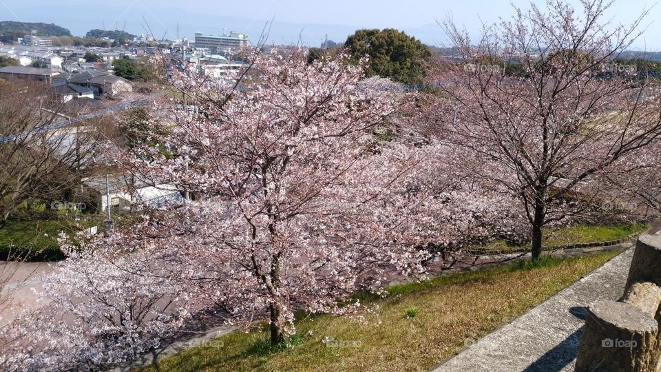 CHERRY　tree　full　bloom