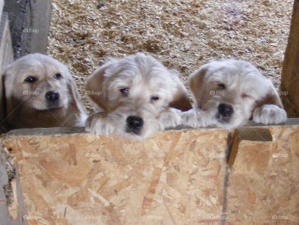 Three Puppies 