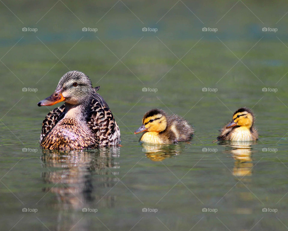 Mother Mallard Duck with Ducklings