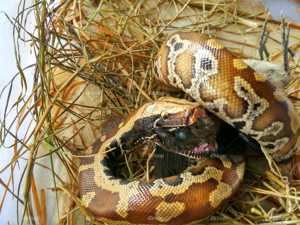 a blood python preys on quail chicks