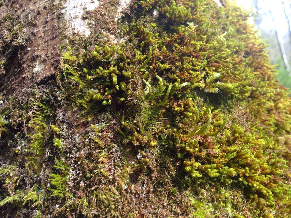 Oregon Tree Moss