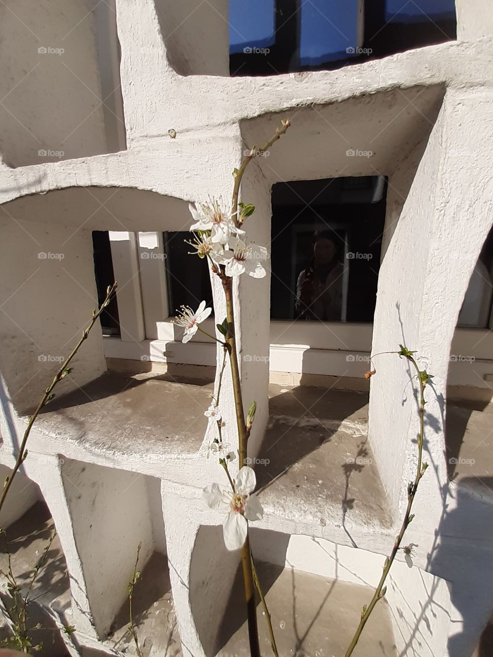 квіти і бетон