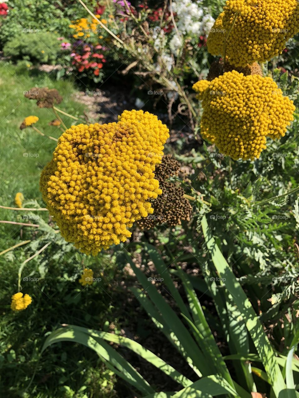 Summer bright yellow floral in full bloom in Milwaukee, Wisconsin. Photos can be used for both print or digital. Pics taken using iPhone 8. 