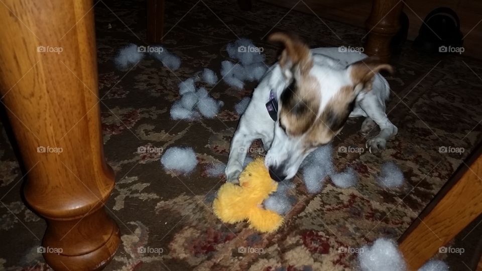 Naughty Jack Russell Terrier