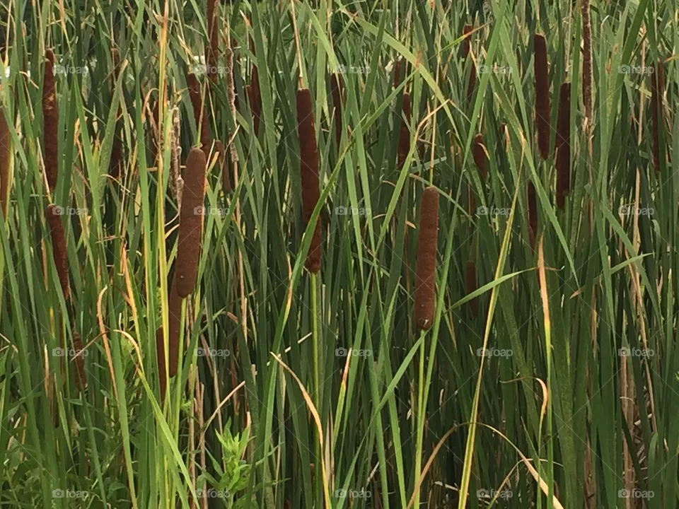 Cattails 