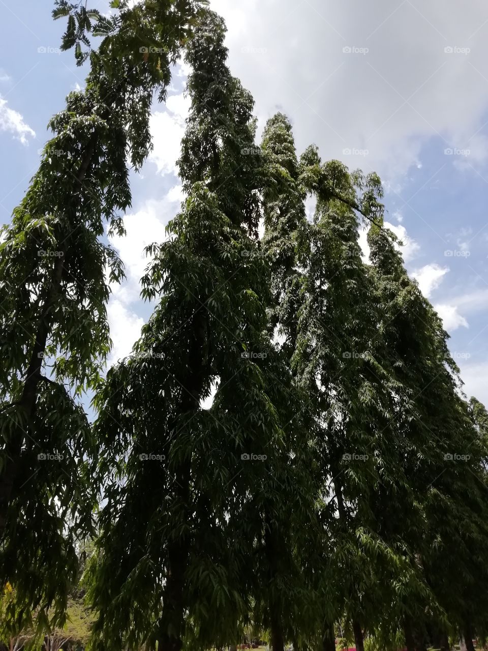Random clicks # tall tree.. we call it cypress