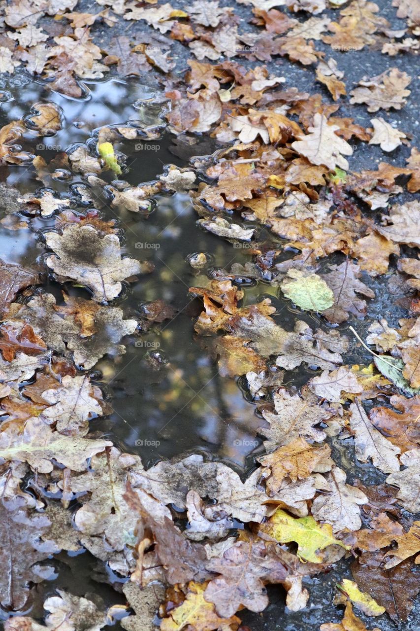 Rain puddle with fall leaves 