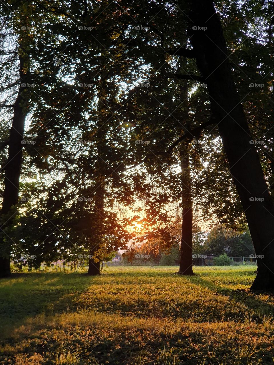 Beautiful summer light among the trees.