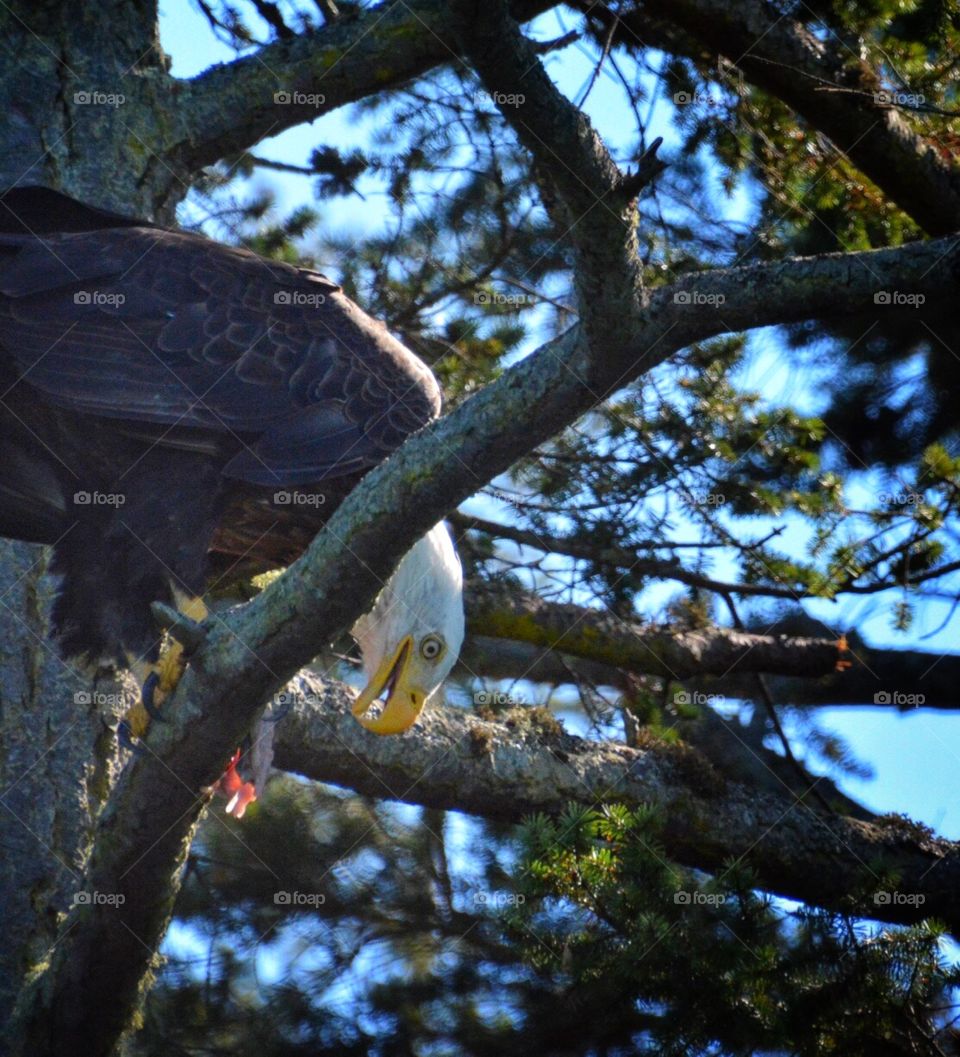 Eagle eating fish