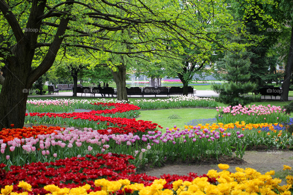 Tulips in the city park