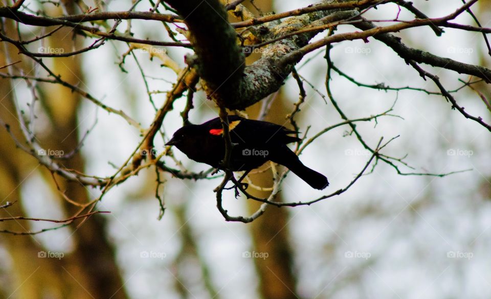 Red winged blackbird