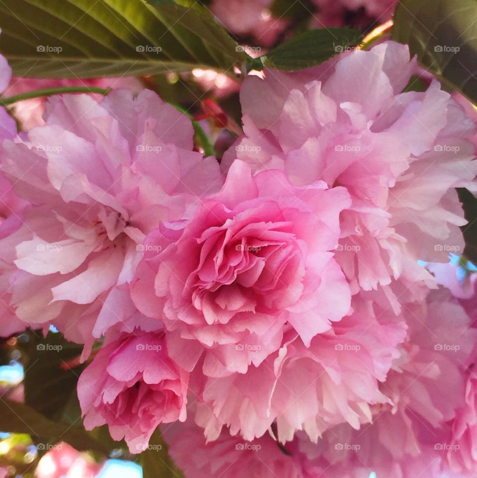 Kanzan flowering cherry closeup