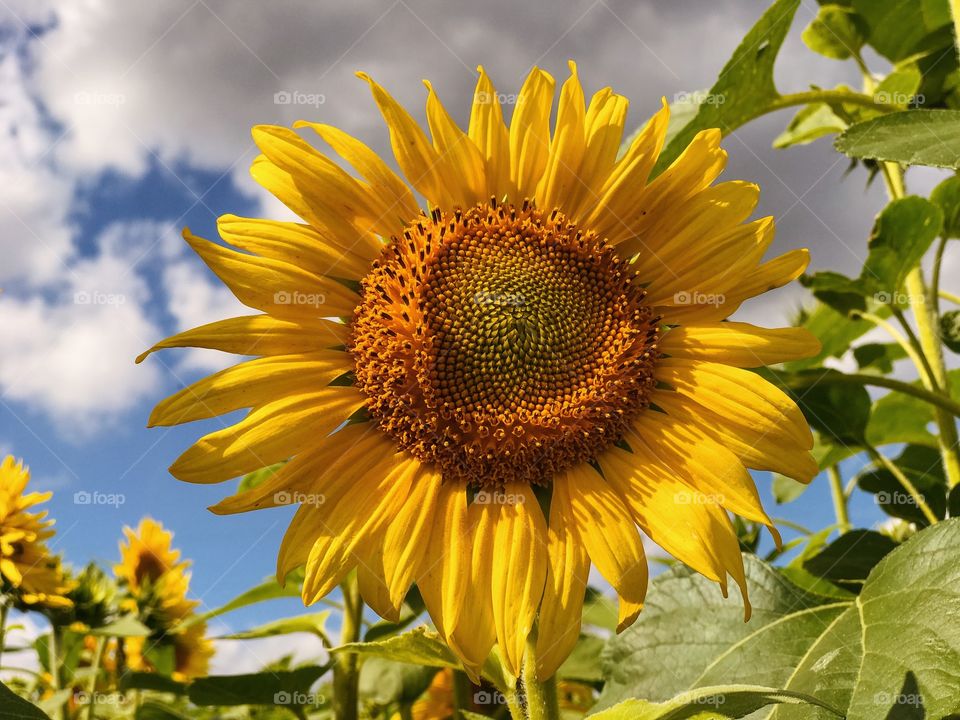 Sunflowers