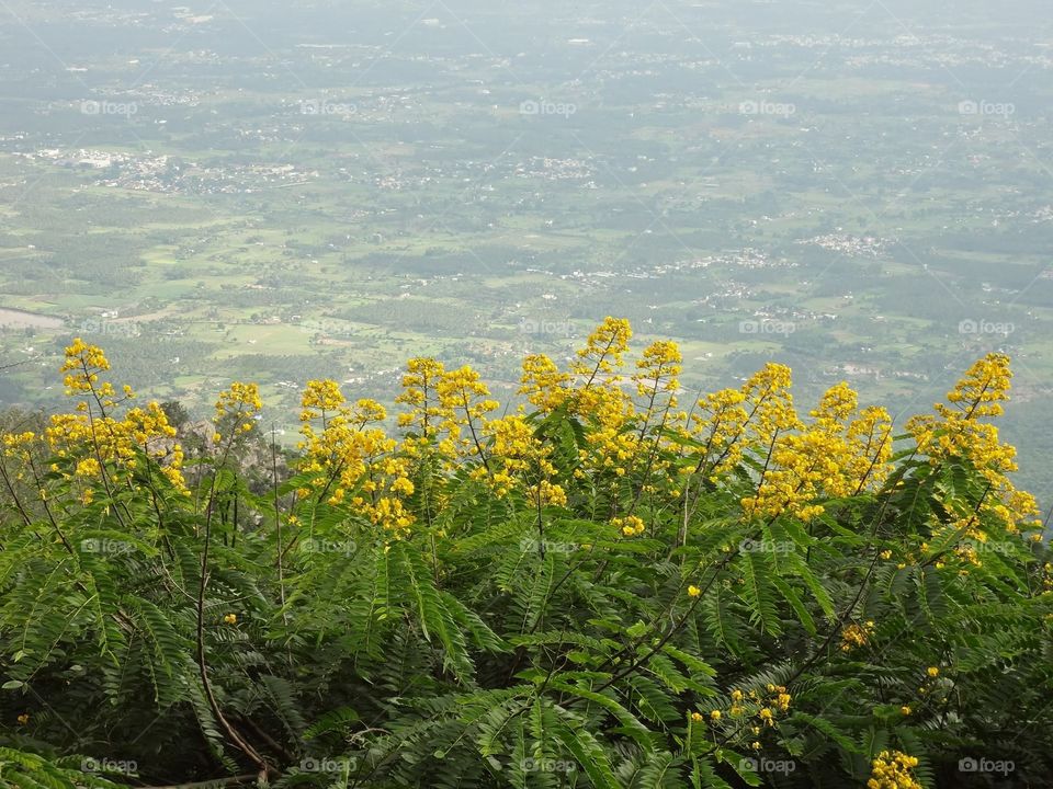 Hill view and forest 