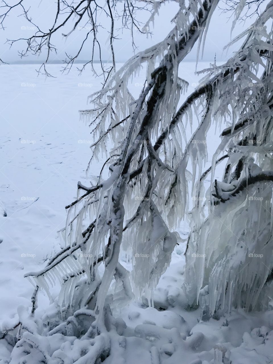 Tree branches covered in ice 