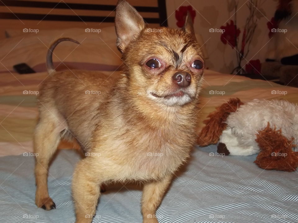 chihuahua