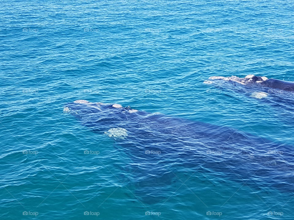 Southern Right Whales mother and calve in Kleinbaai
