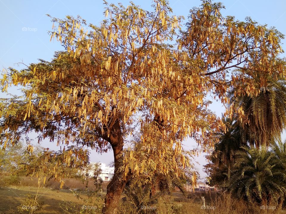 spring season tree in India..