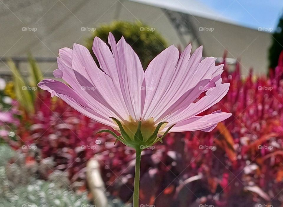 pink flowers under sunshine