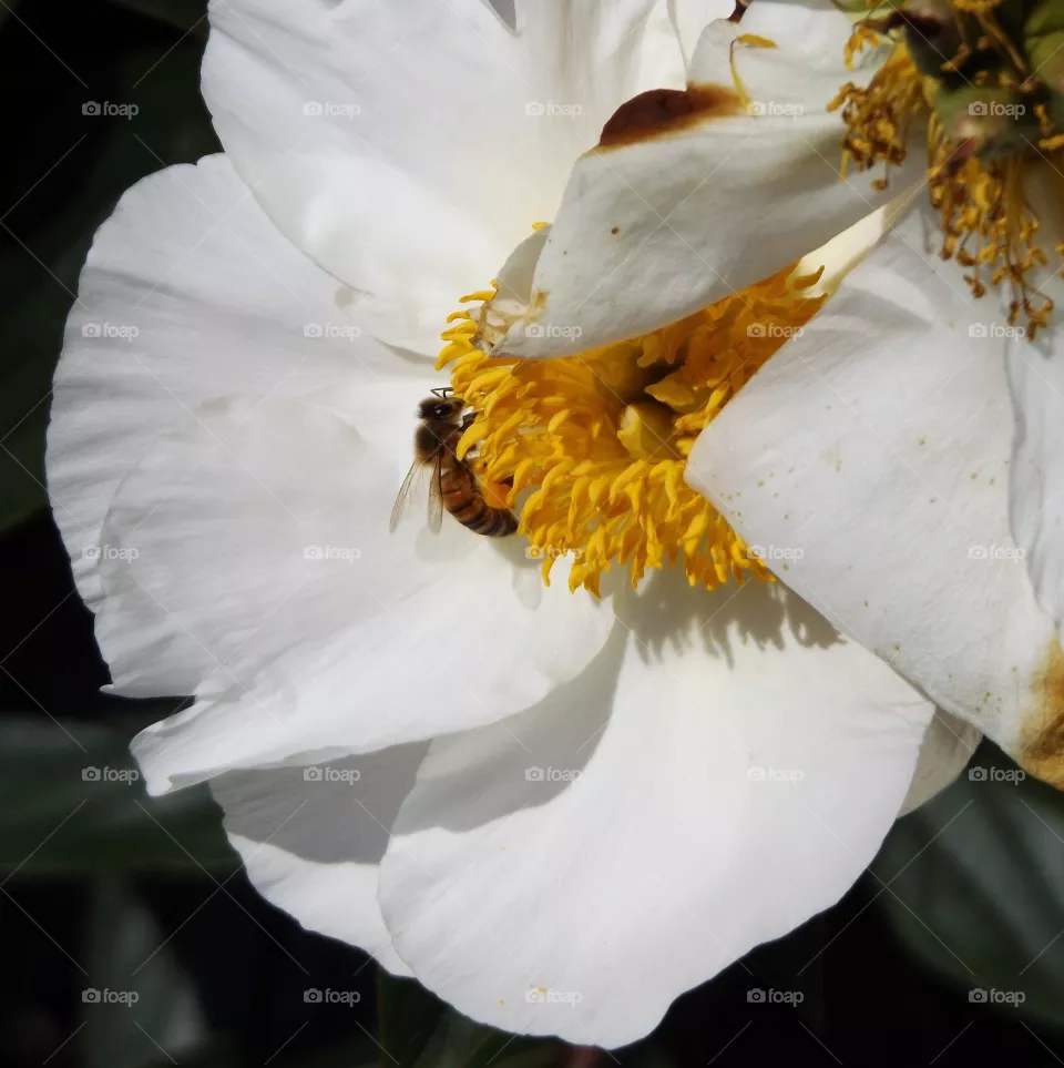 Bee
