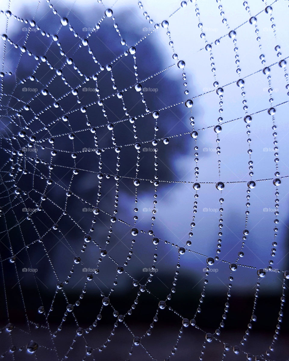 Morning dew on spiderweb